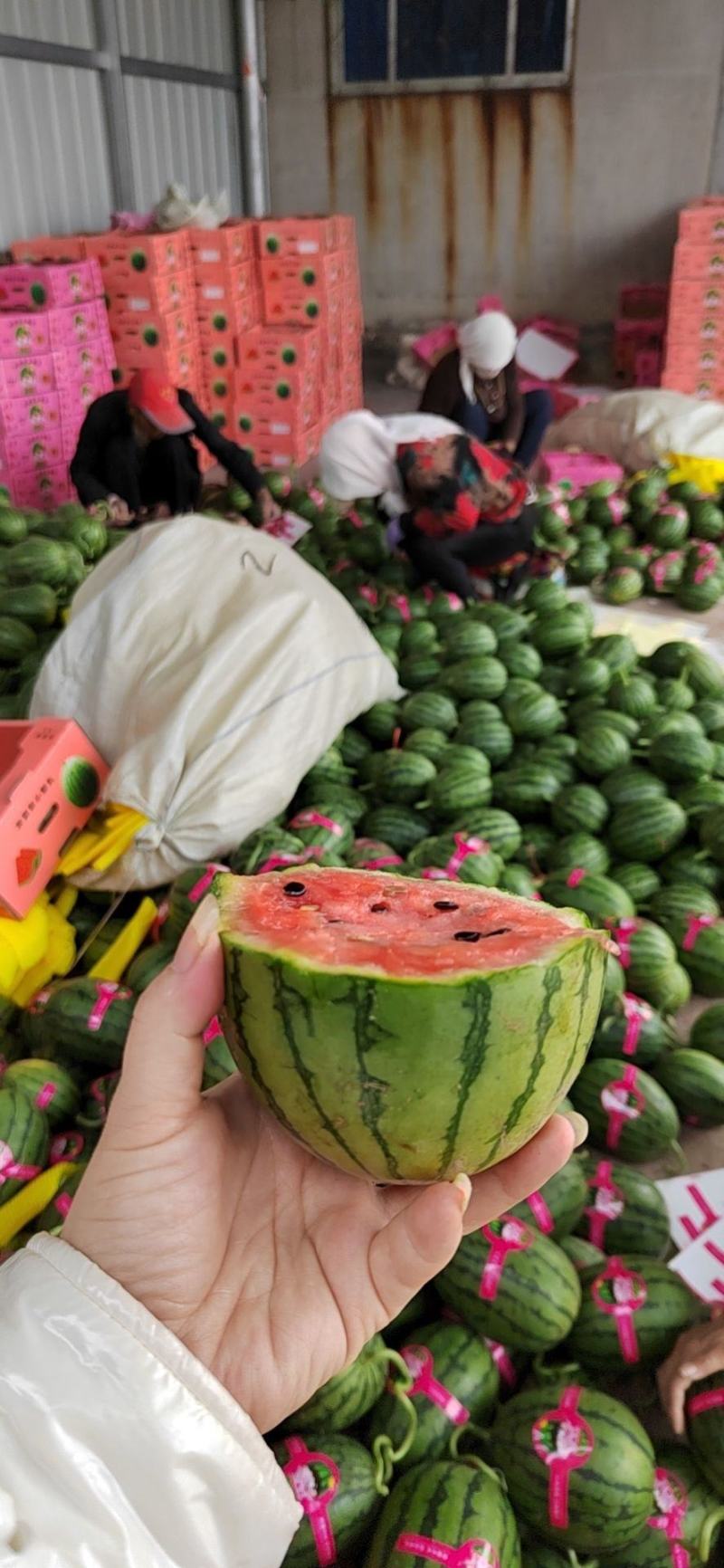 早春红玉，冰淇淋小糖丸西瓜产地直供支持看货