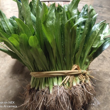 芫茜大香菜广东香菜番鬼