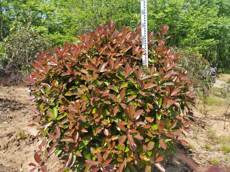 红叶石楠球冠幅80-150公分球类长途运输后冠幅影响