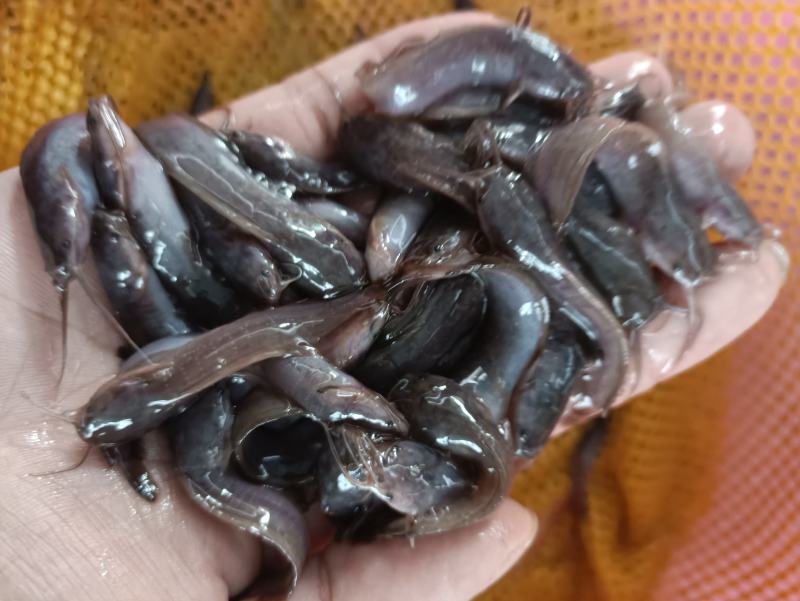 三黄塘角鱼苗，长期供应优良鱼苗，场地直销欢迎订购。