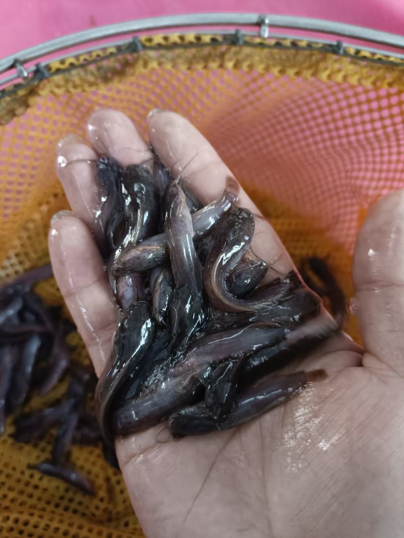 三黄塘角鱼苗，长期供应优良鱼苗，场地直销欢迎订购。