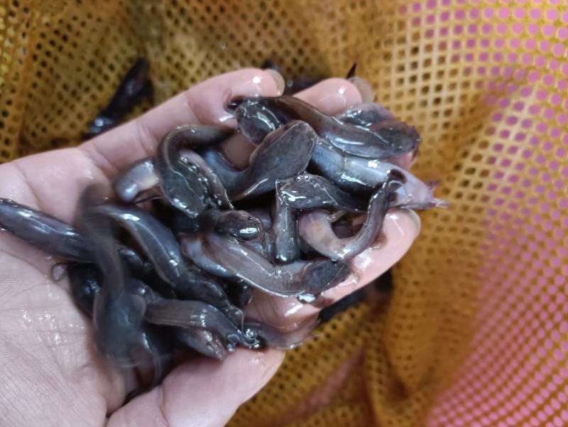 三黄塘角鱼苗，长期供应优良鱼苗，场地直销欢迎订购。