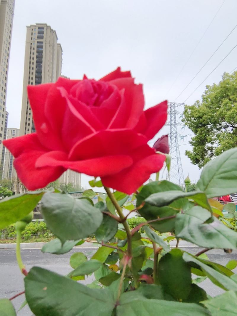 早春红玉早春红玉早春红玉早春红玉早春红玉早春红玉早春红玉