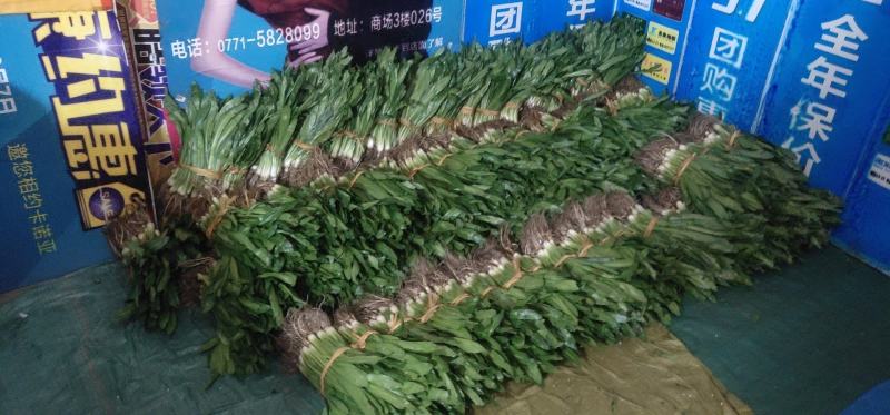芫茜大香菜广东香菜番鬼