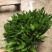 芫茜大香菜广东香菜番鬼