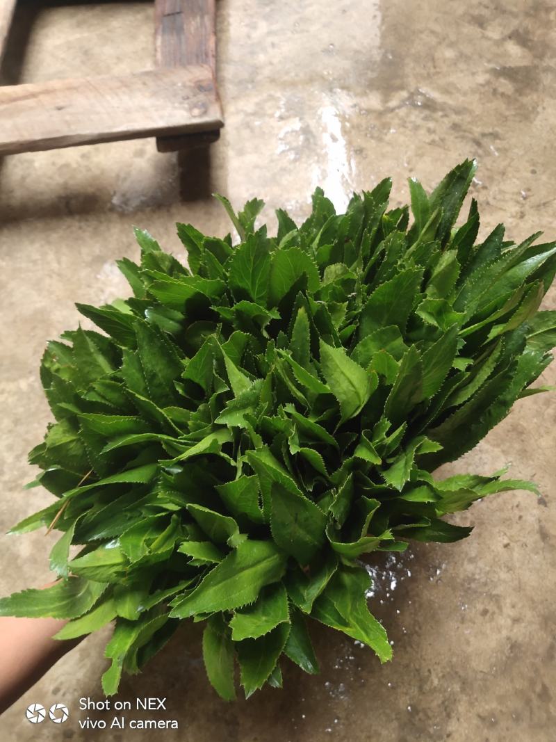芫茜大香菜广东香菜番鬼