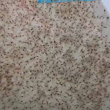 江苏连云港南美白对虾养殖，专车配送，包技术，设备回收