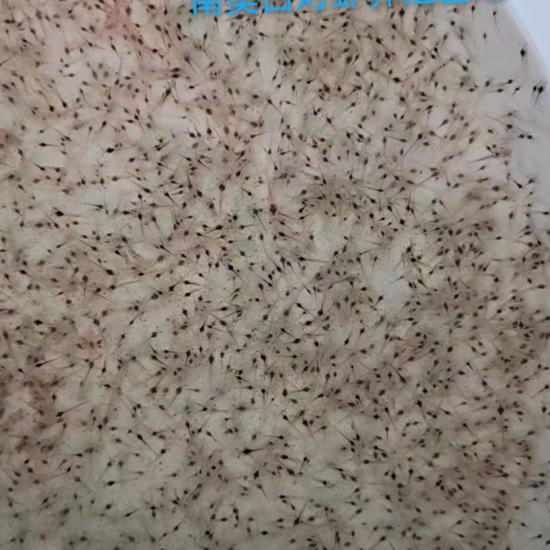 江苏连云港南美白对虾养殖，专车配送，包技术，设备回收