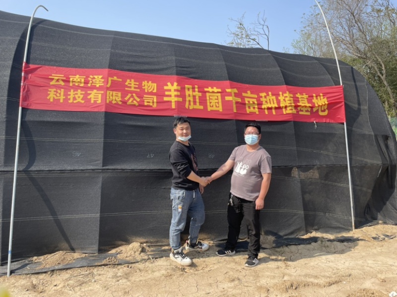 河南四川云南羊肚菌产地直发