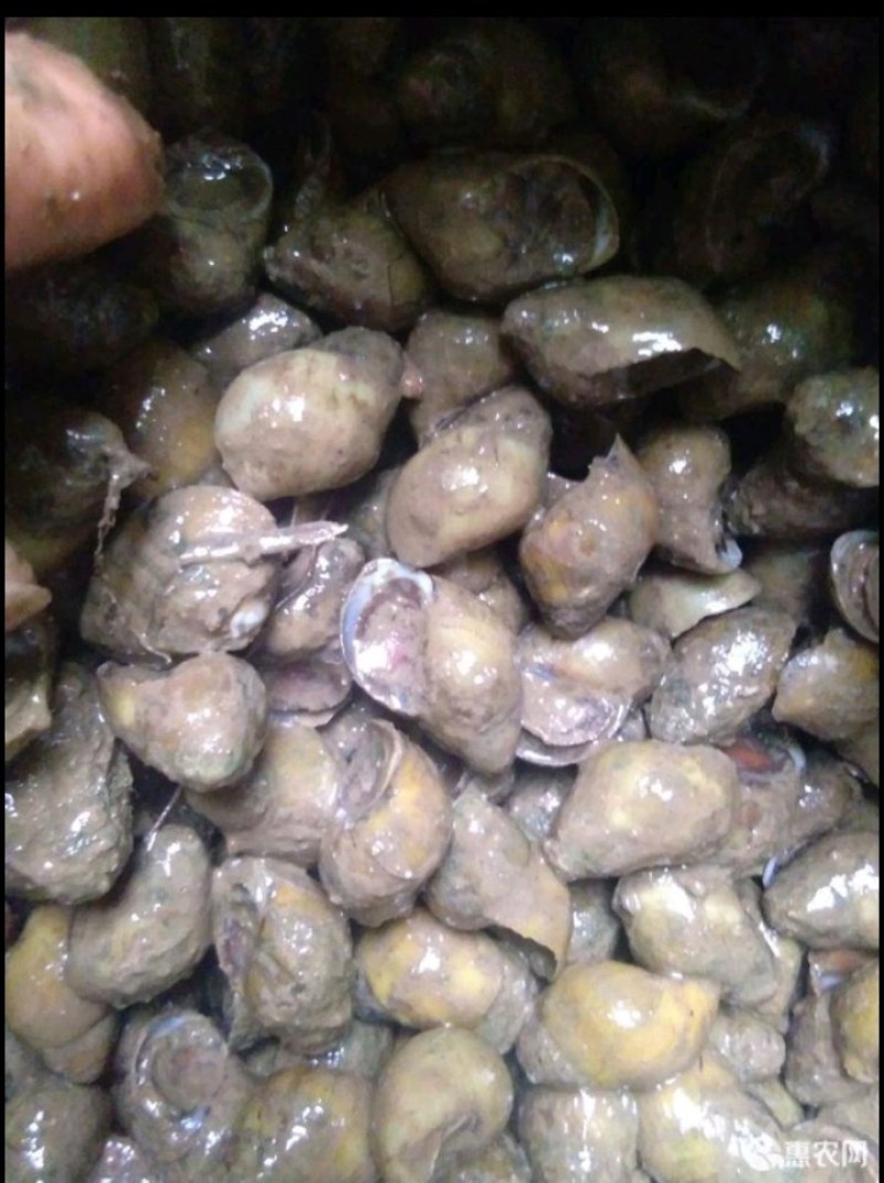 新品种歪嘴螺（小黄螺）水产批发新宠儿