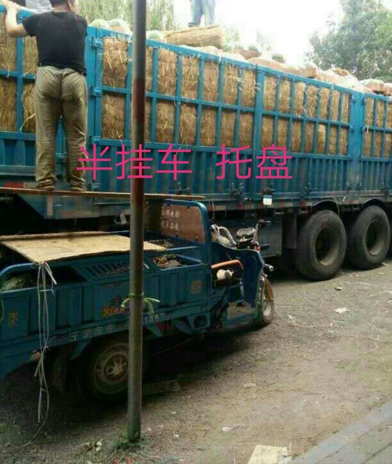 墨童西瓜大基地有规模保熟保甜支持打款收货山东西瓜