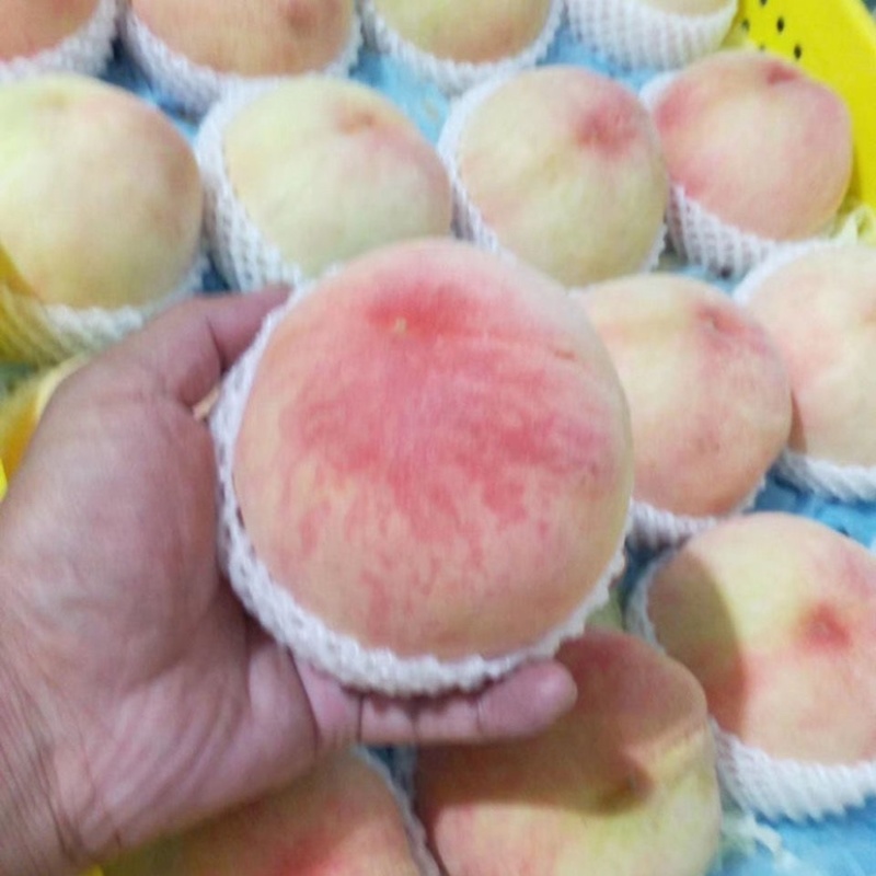 新沂踢球山水蜜桃果大口感好6月中旬上市支持电商合作
