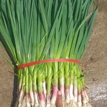 甘肃千亩新苗红根蒜苗干苗水洗红根蒜苗
