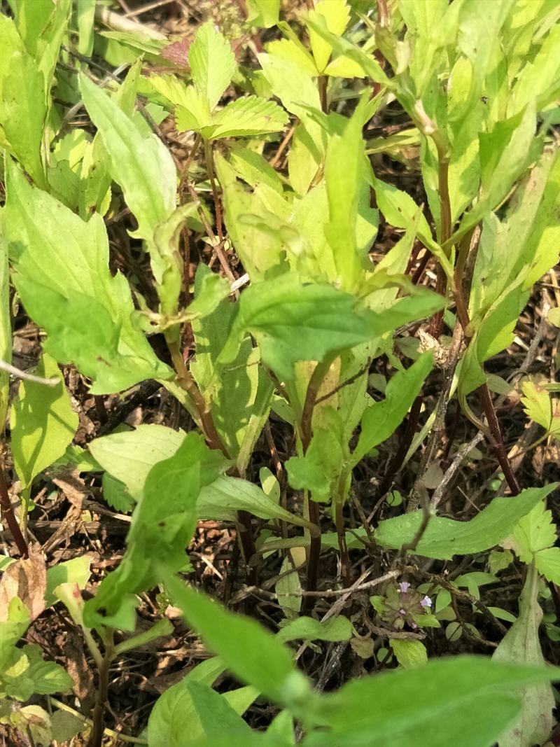 野生马兰头苗，自然生长，绿色健康！可盆栽绿化！！！！！！