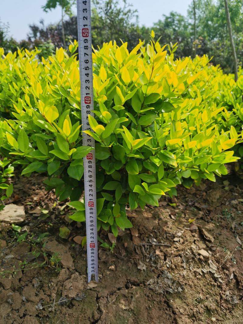 金森女贞小苗农户自产自销根系发达好种易活