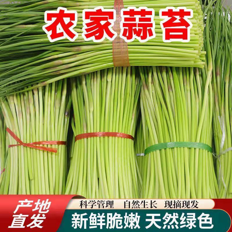 邳州大蒜之乡红帽蒜薹