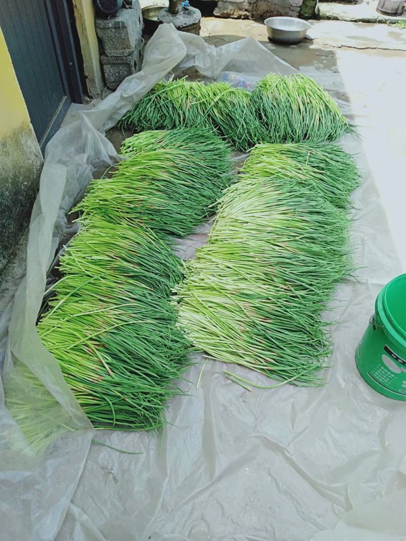 邳州大蒜之乡红帽蒜薹