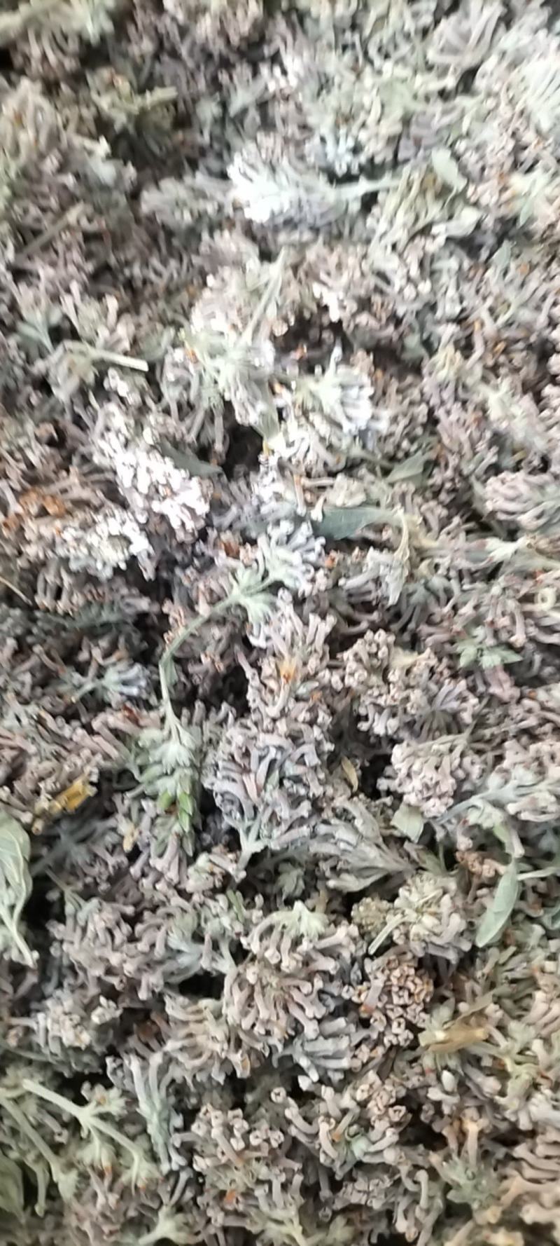 密蒙花野生密蒙花无硫正品