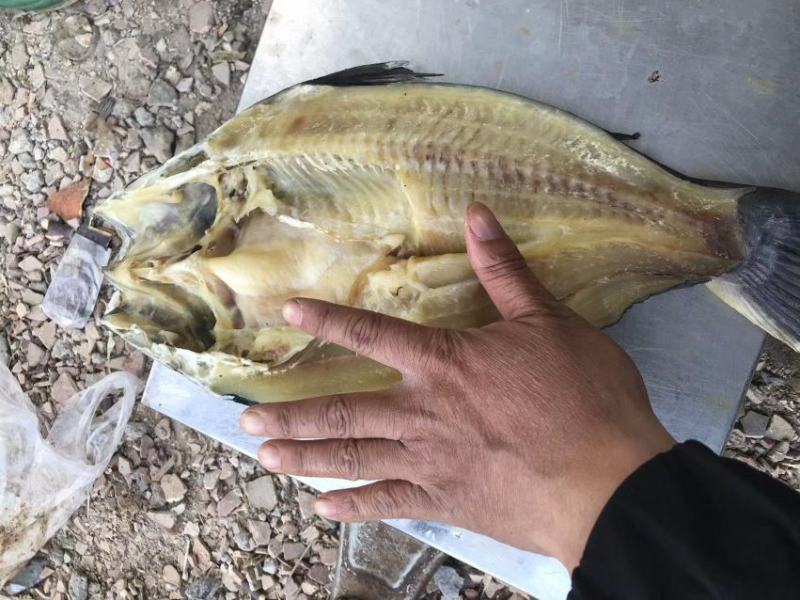 开背鲈鱼干清理干净，肉多刺少赚回头客的产品