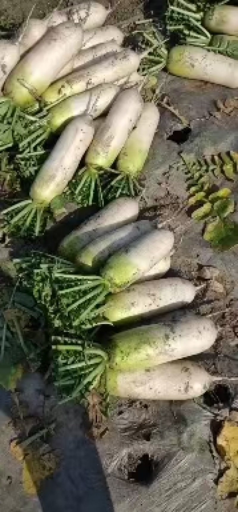 崇州水果青头萝卜出货