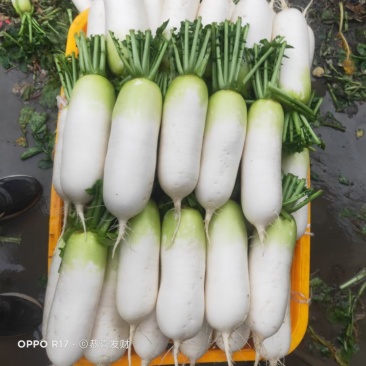 崇州水果青头萝卜出货