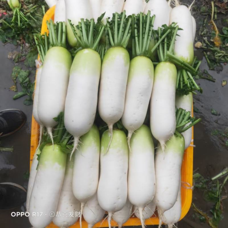 崇州水果青头萝卜出货