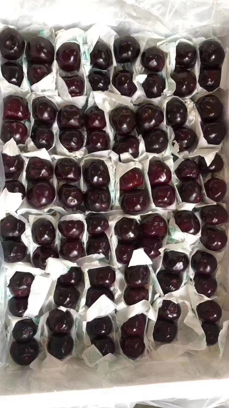 套袋车厘子大樱桃黑珍珠，欢迎各大平台商超批发老板来电洽谈