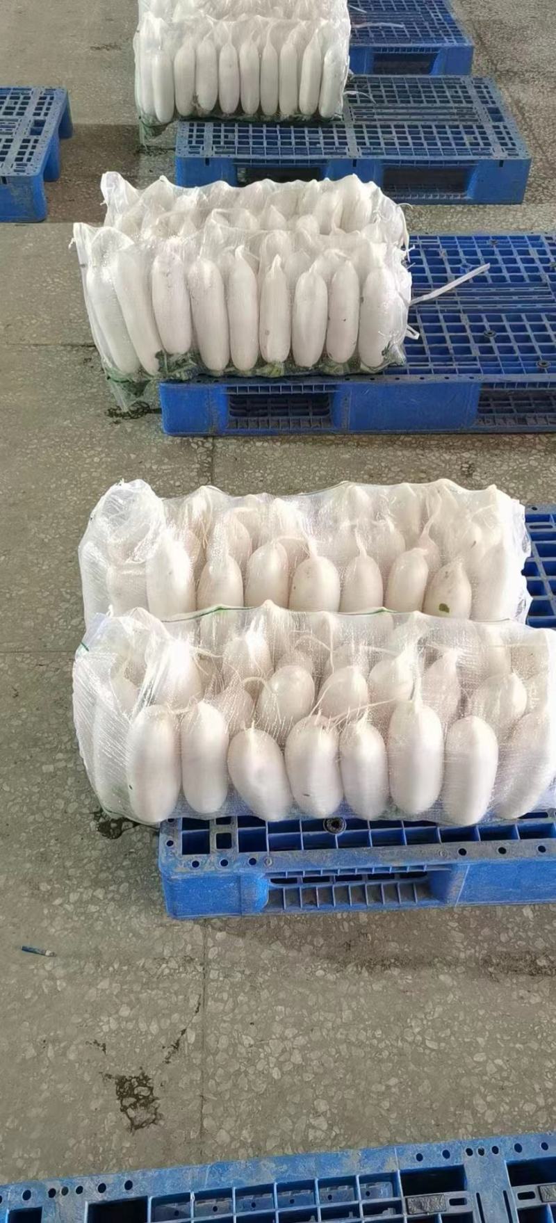 精品白萝卜，基地货源，货源充足，支持视频看货线上交易