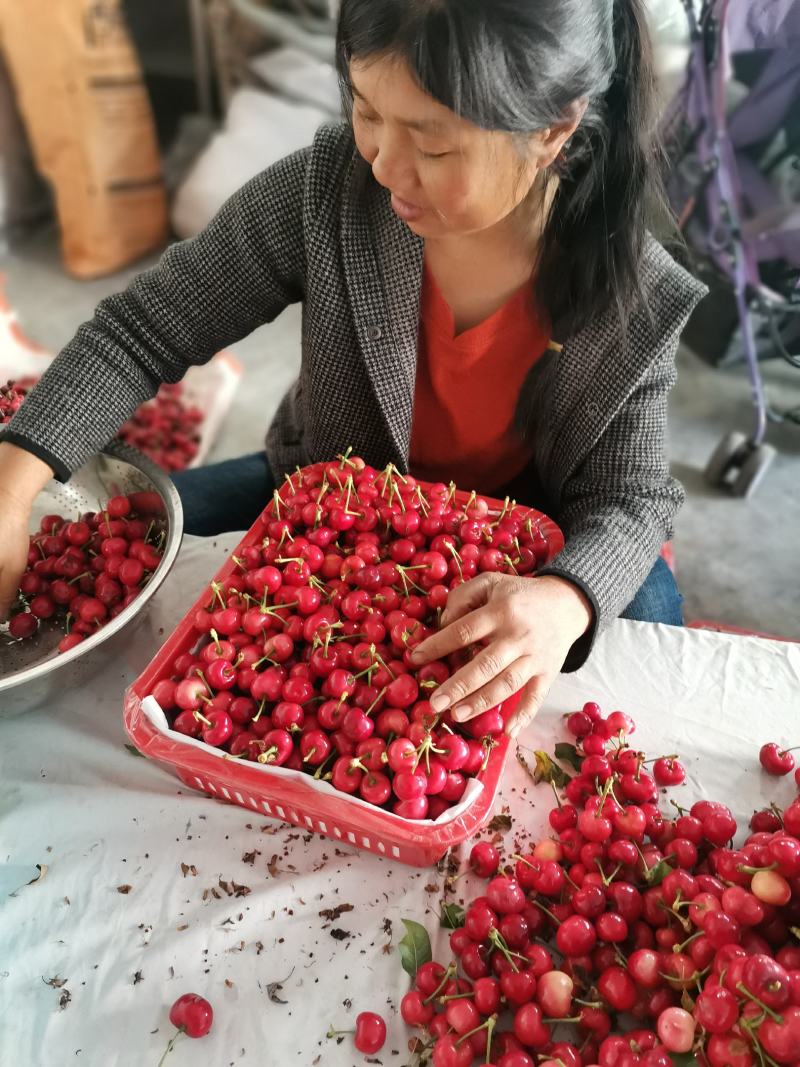 汉源车厘子，露天果。质量好。欢迎各位老板来电洽谈