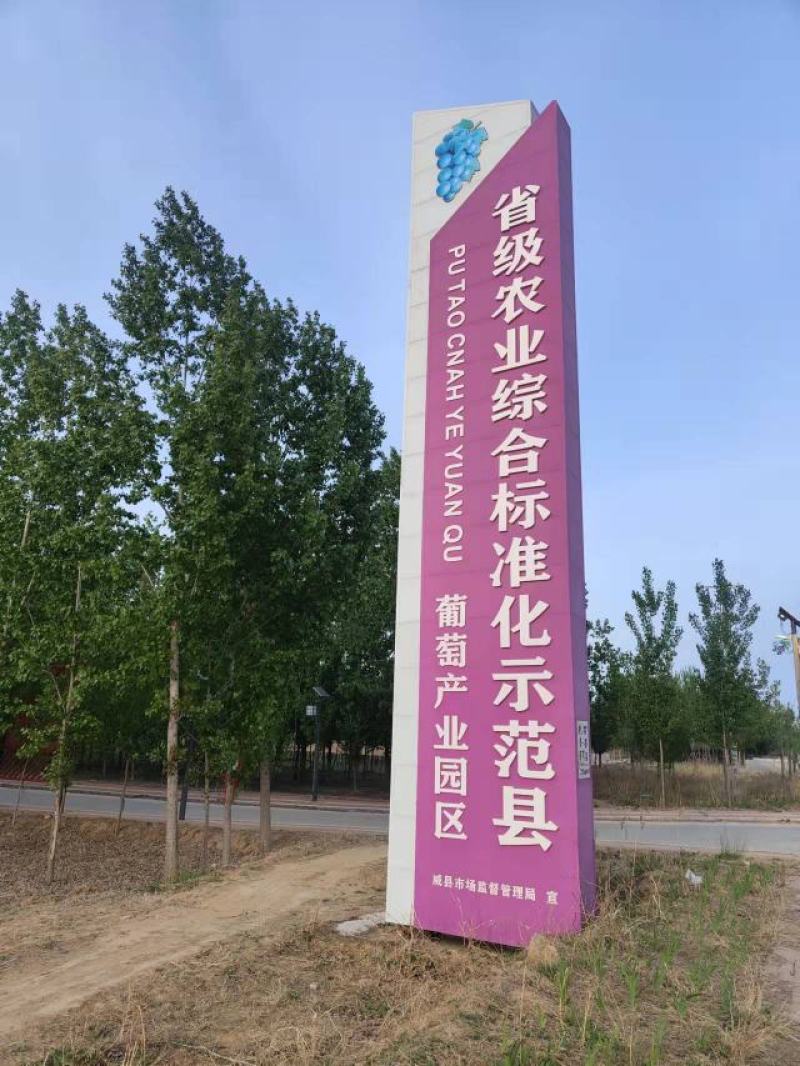 【热销】威县十万亩夏黑葡萄，产地直销，品质保证，欢迎选购