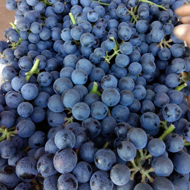 【热销】威县十万亩夏黑葡萄，产地直销，品质保证，欢迎选购