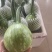 热卖精品瓜类，吊蓝，绿色，蔬菜，兰瓜，大棚吊兰