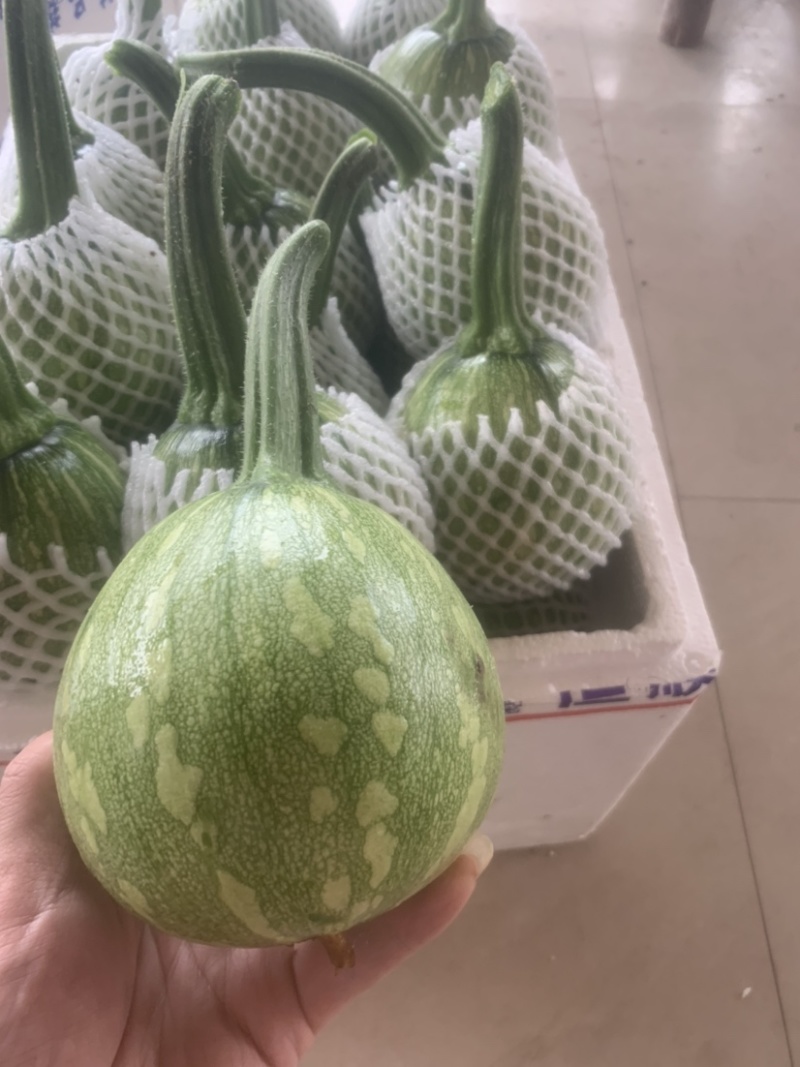 热卖精品瓜类，吊蓝，绿色，蔬菜，兰瓜，大棚吊兰