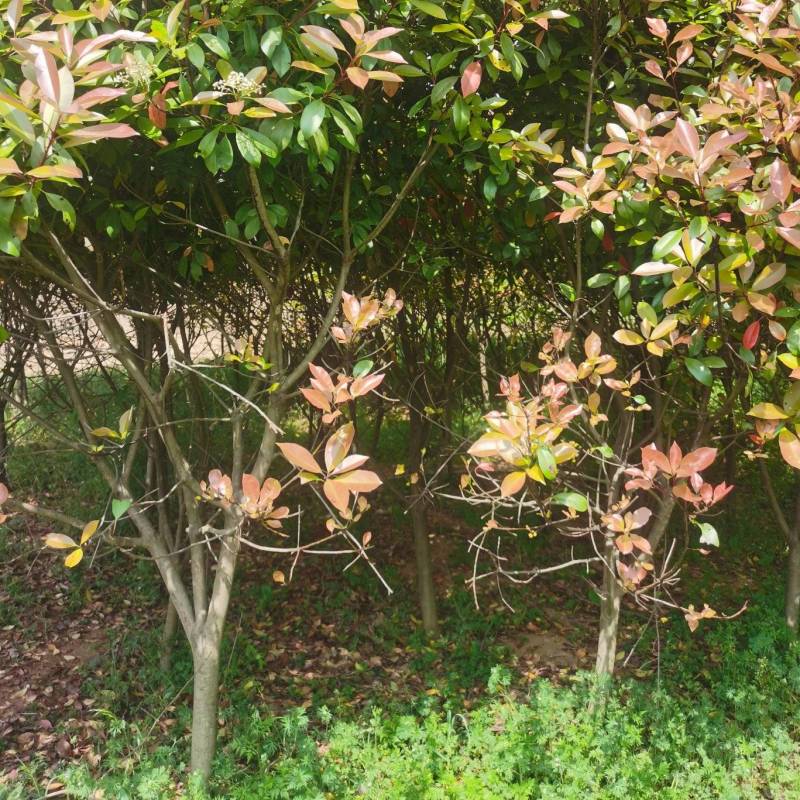 南阳方城苗圃急需腾地处理红叶石楠需要的老板请抓紧时间