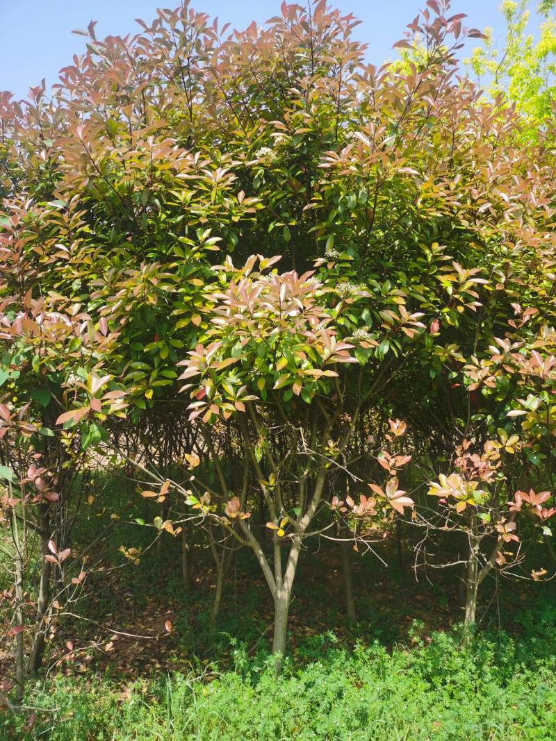 南阳方城苗圃急需腾地处理红叶石楠需要的老板请抓紧时间