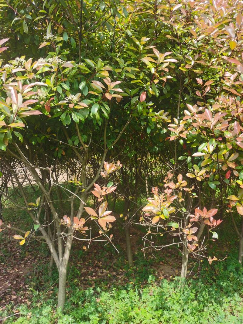 南阳方城苗圃急需腾地处理红叶石楠需要的老板请抓紧时间