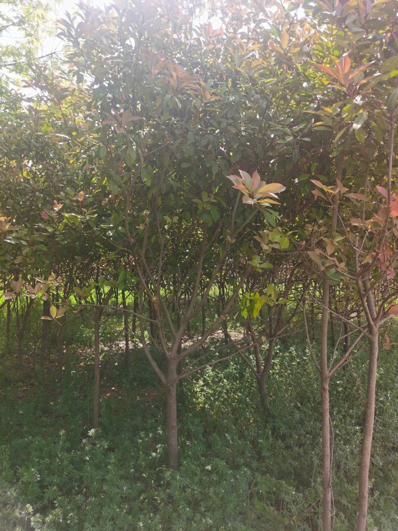 南阳方城苗圃急需腾地处理红叶石楠需要的老板请抓紧时间