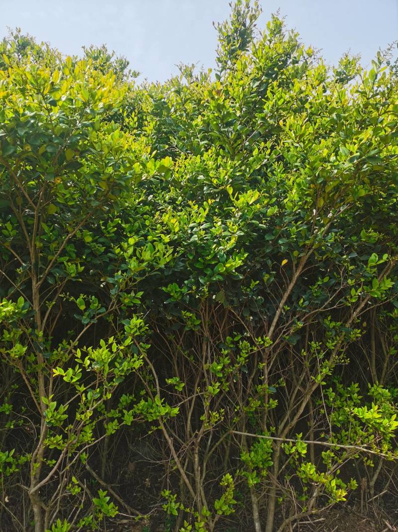 南阳方城苗圃急需腾地处理红叶石楠需要的老板请抓紧时间