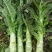 【荐】兰州高原夏菜精品红笋产地发货，诚信经营