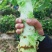 【荐】兰州高原夏菜精品红笋产地发货，诚信经营