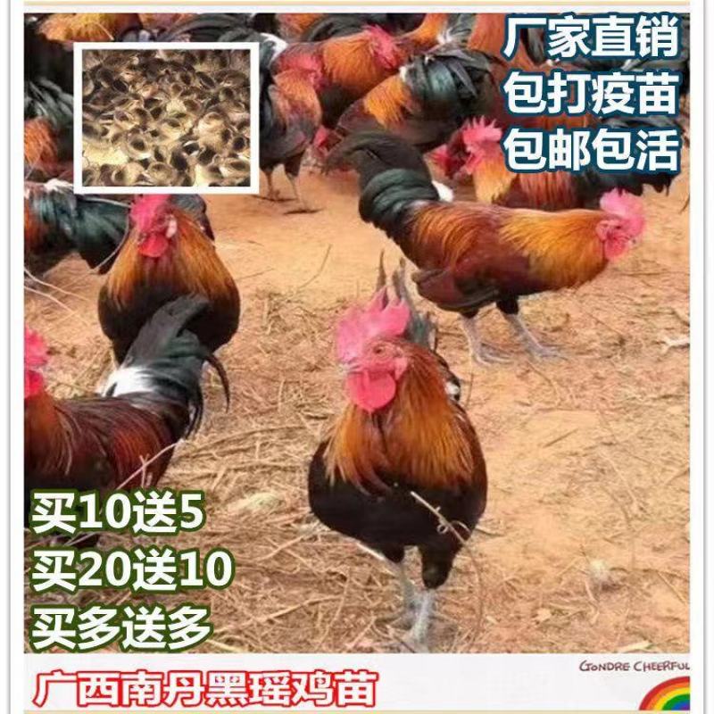 三黄鸡