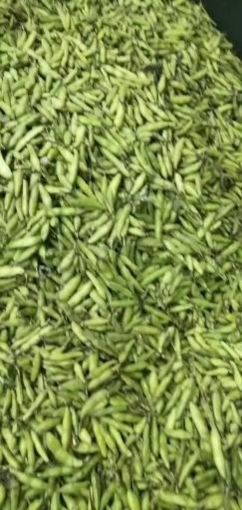 彭州大白胡豆，量大