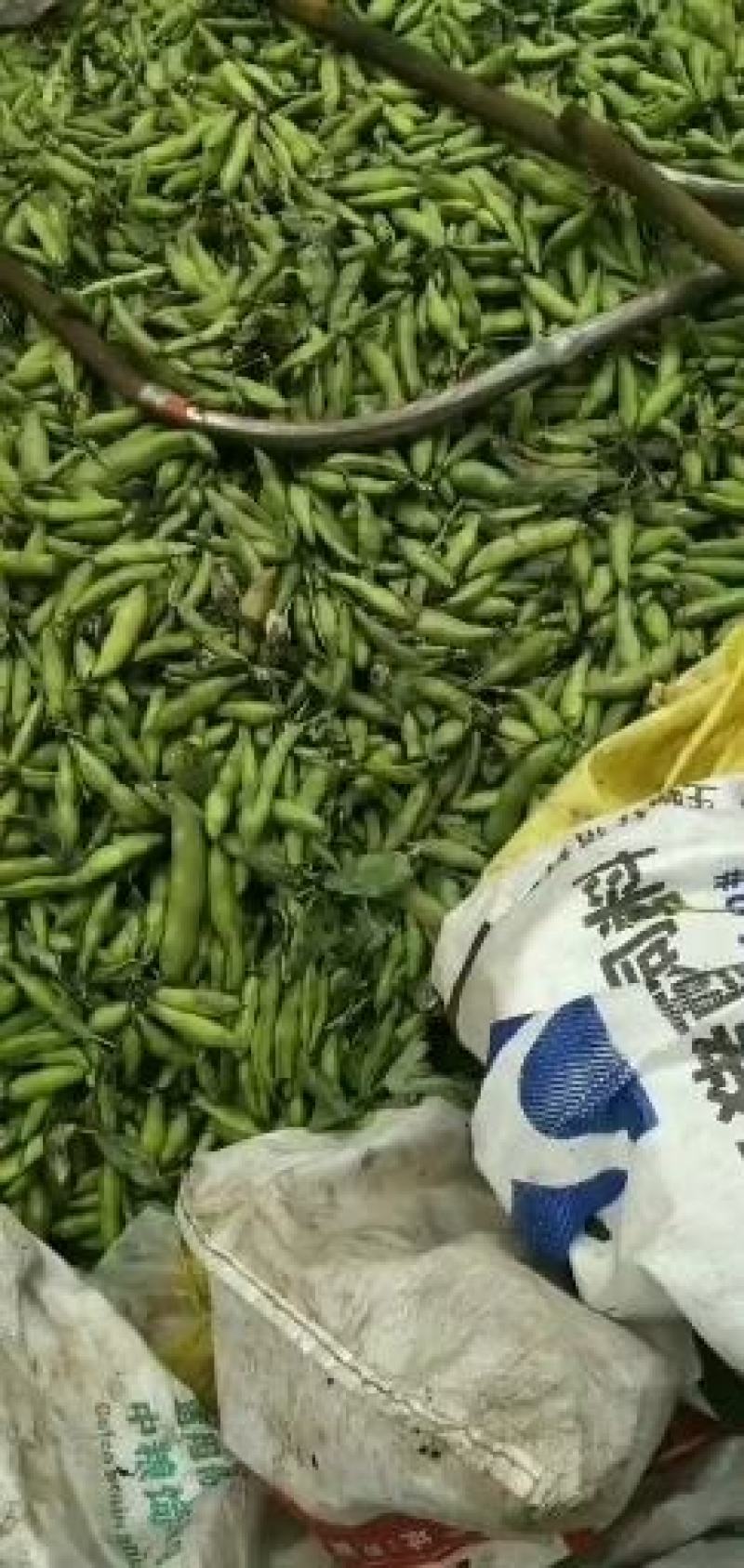 彭州大白胡豆，量大