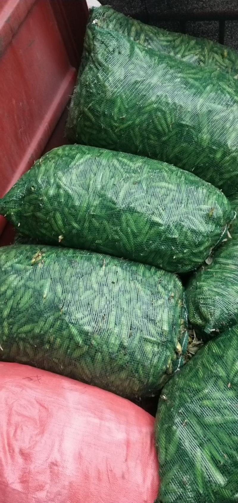 彭州大白胡豆，量大