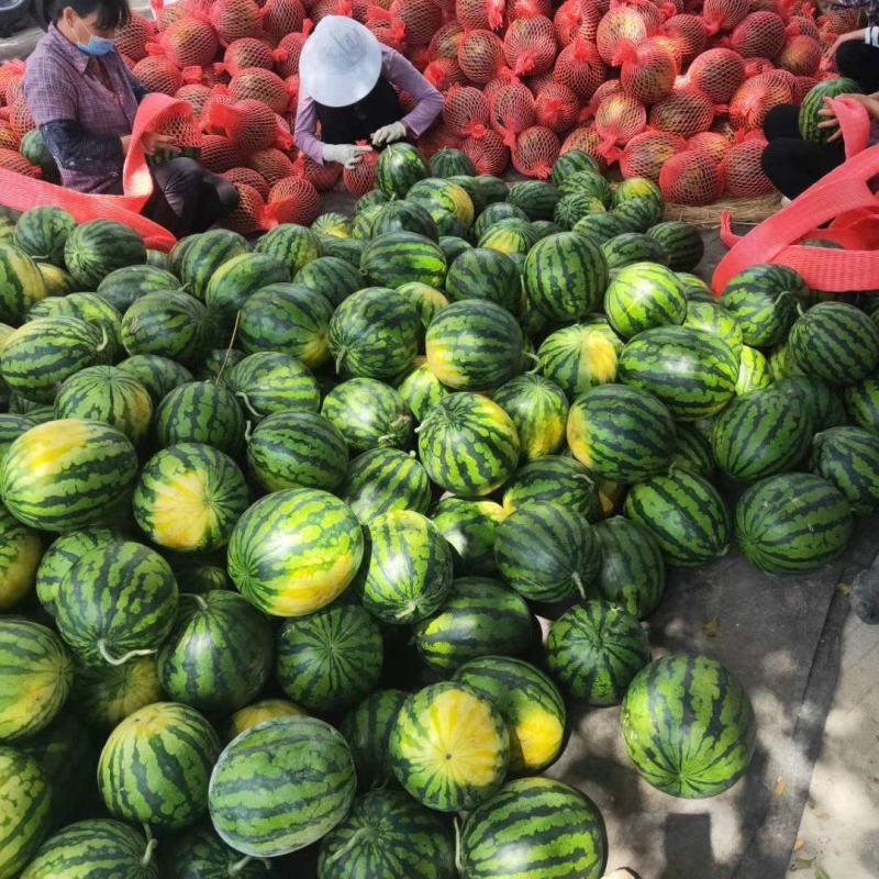 露地美都麒麟西瓜上市中含糖量14度可视频看货产地直供