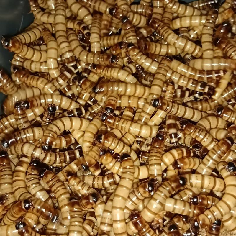 大麦虫蛋白虫活虫鲜活面包虫乌龟龙鱼鸟类仓鼠守宫宠物活体饲
