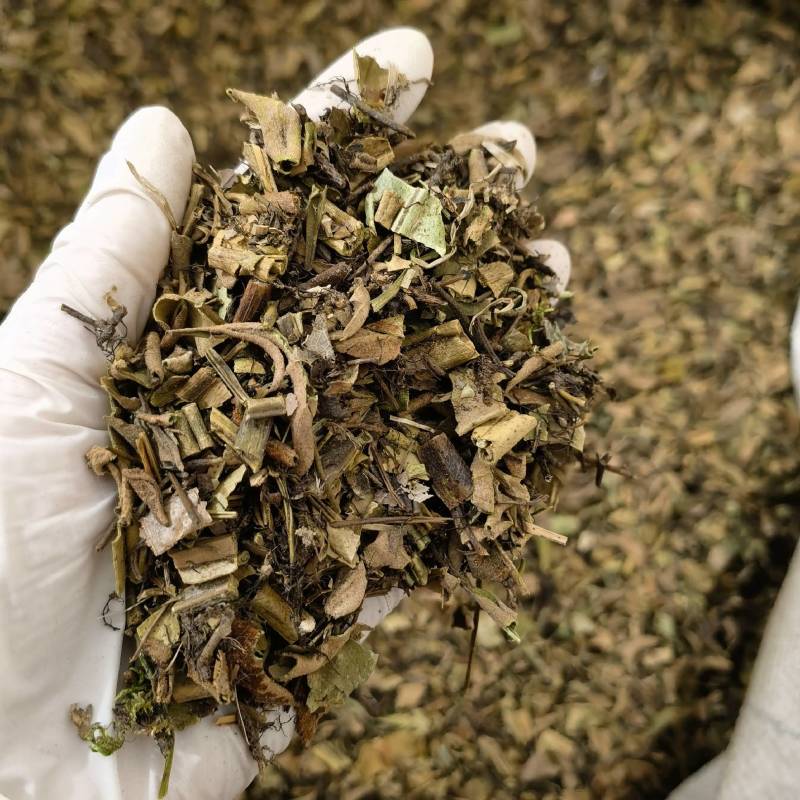 石韦实物拍摄新店开业量大从优欢迎选购一手货源