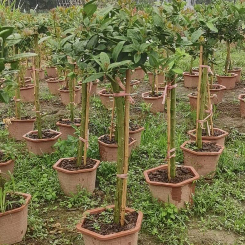 树杆直径2--4厘米广东四季香水柠檬苗