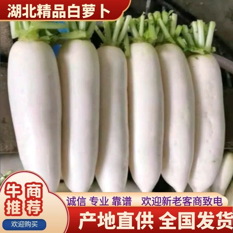 精品白萝卜，基地货源，货源充足，支持视频看货线上交易