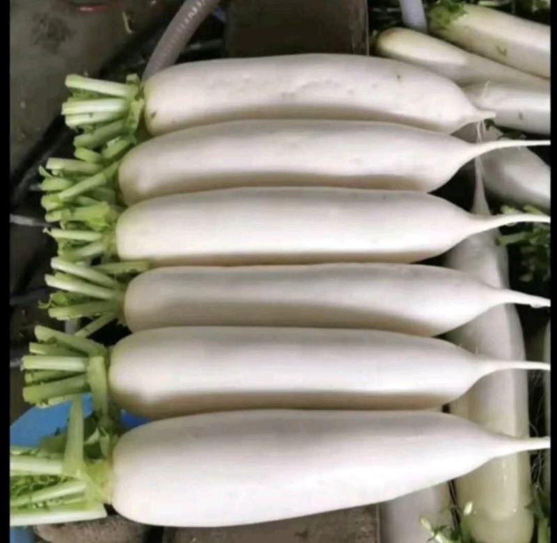 精品白萝卜，基地货源，货源充足，支持视频看货线上交易